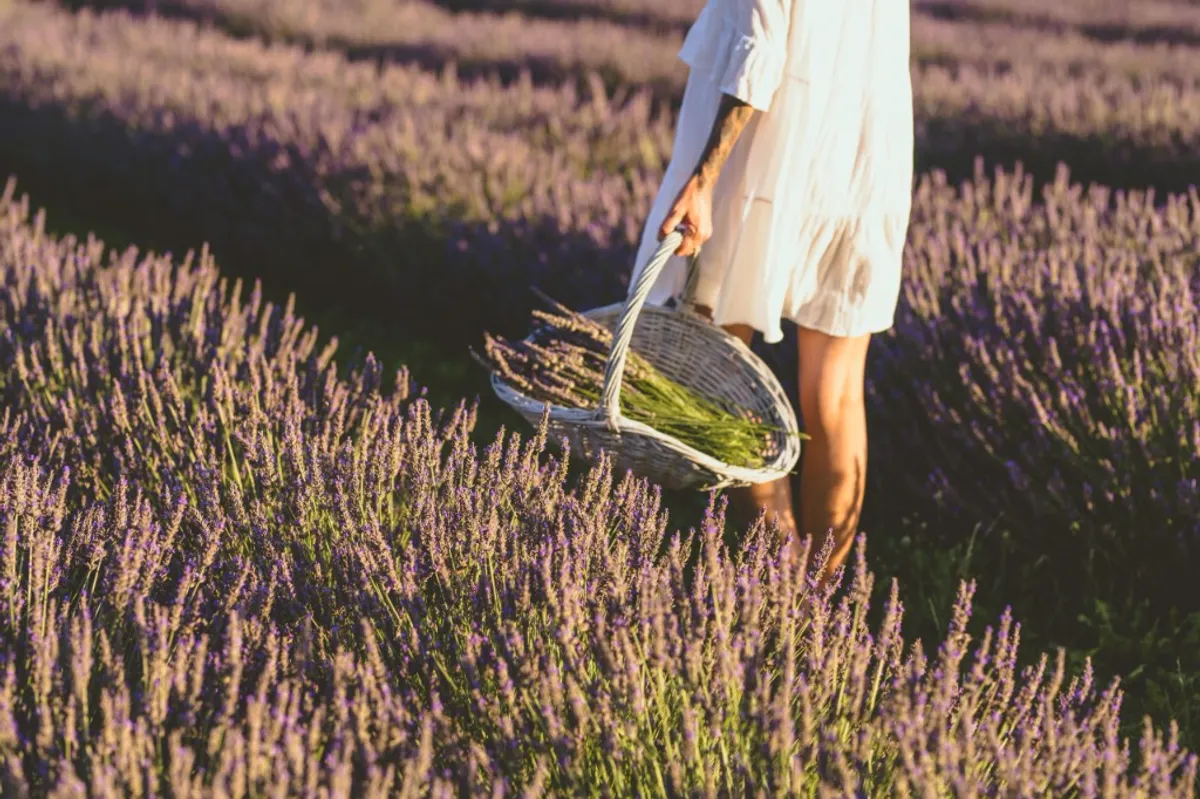 Photo from the Royal Lavender farm (3/9)