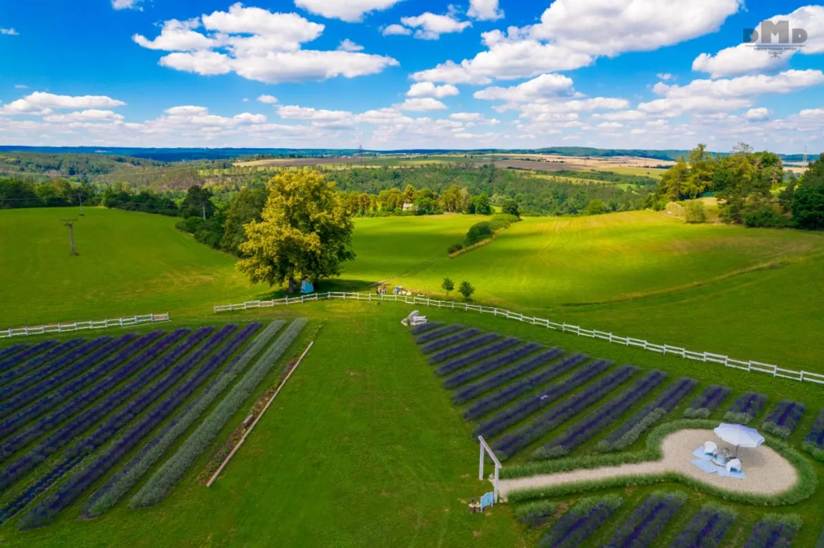 Photo from the Royal Lavender farm (5/9)