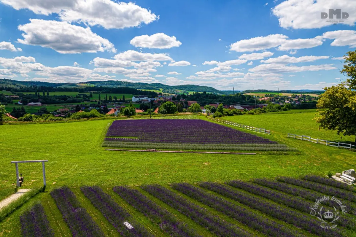 Photo from the Royal Lavender farm (7/9)