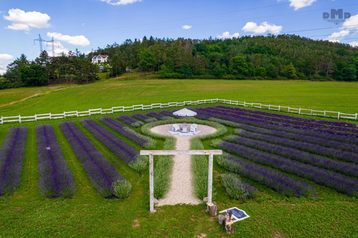 Photo from the Royal Lavender farm (8/9)