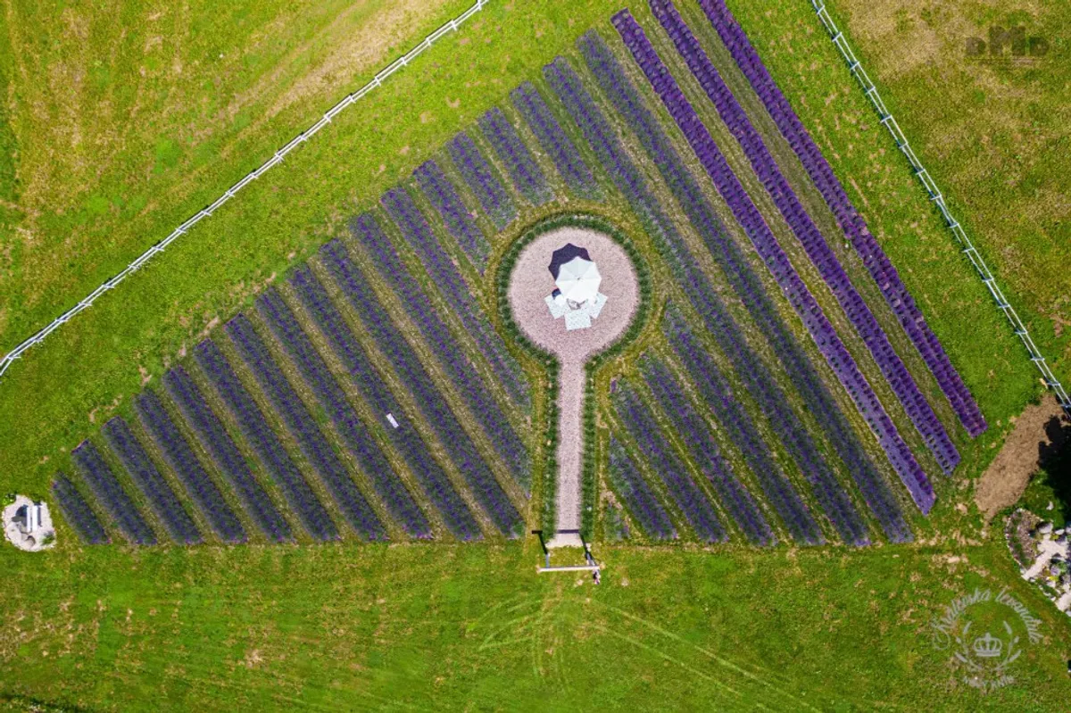 Photo from the Royal Lavender farm (9/9)