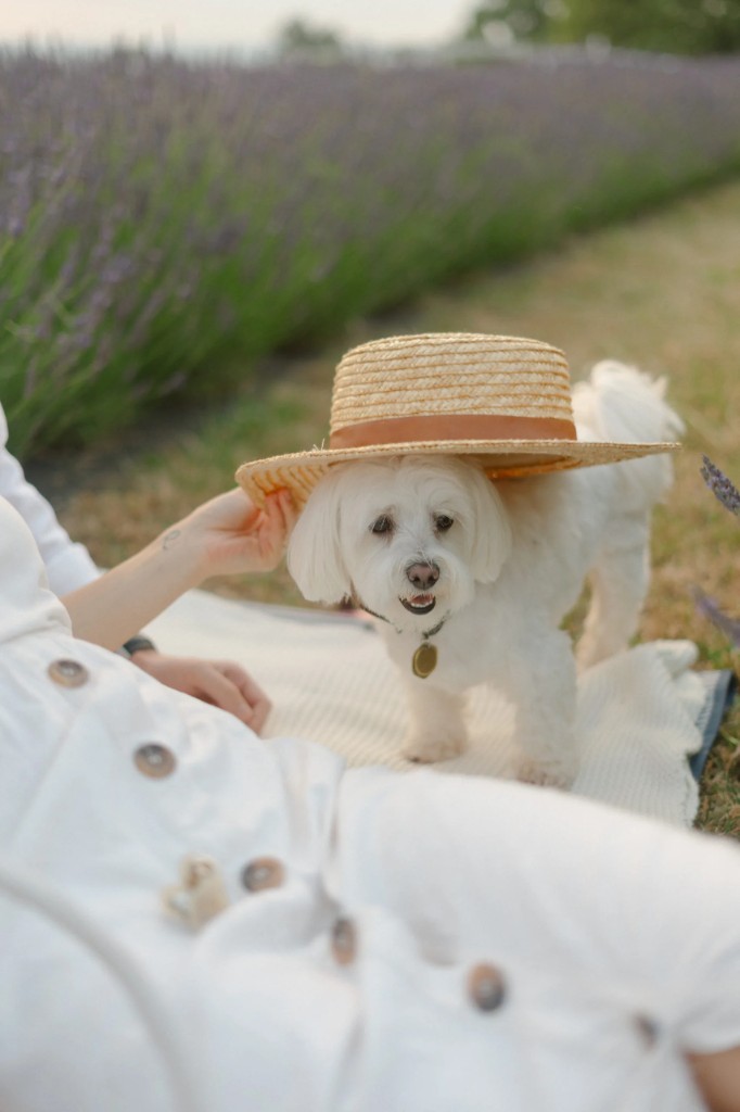Photo from the Royal Lavender farm (10/31)