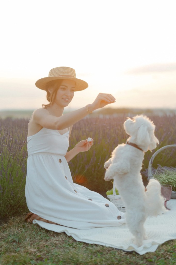 Photo from the Royal Lavender farm (14/31)