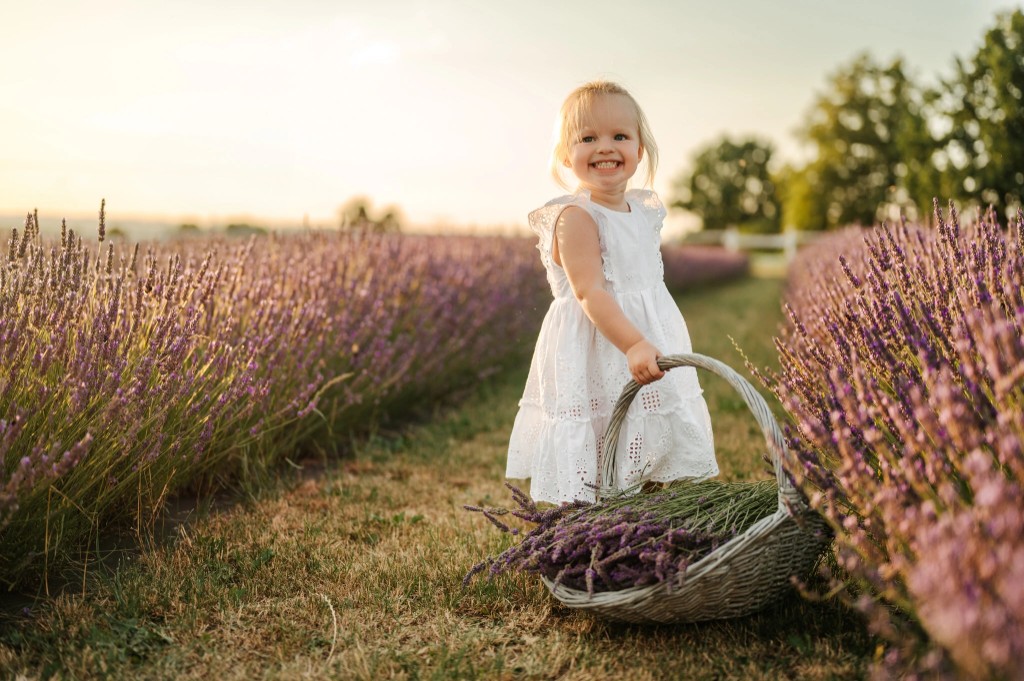 Photo from the Royal Lavender farm (15/31)