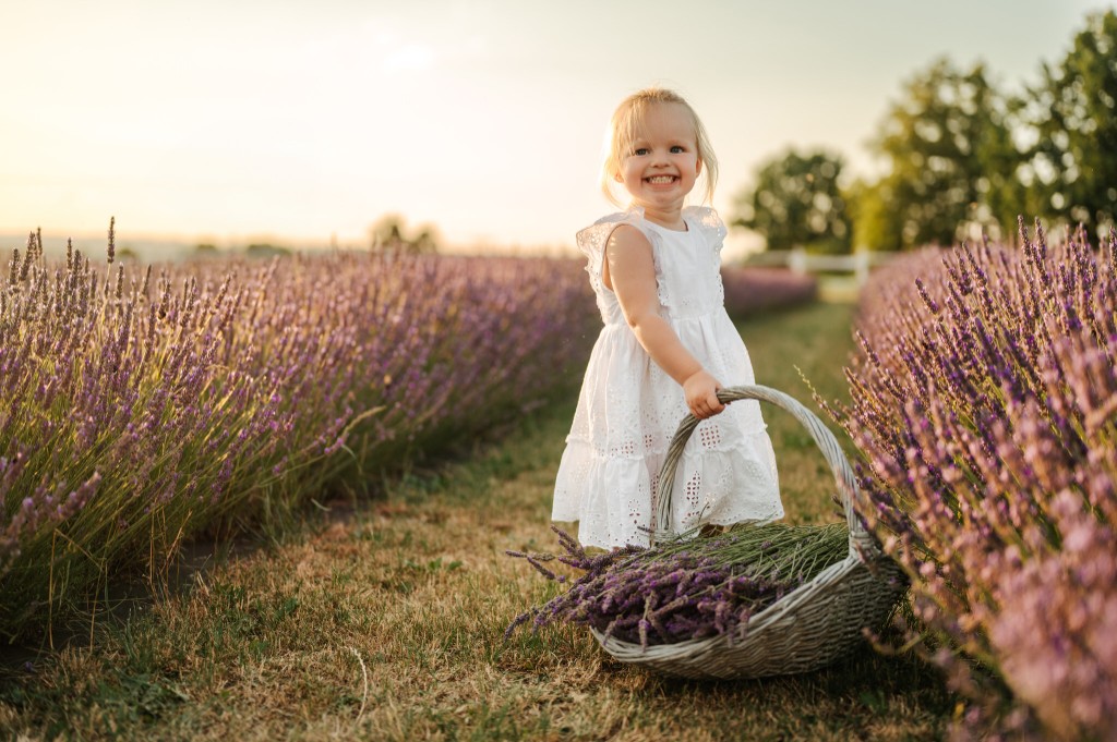 Photo from the Royal Lavender farm (16/31)